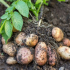 Kdy vykopat brambory ke skladování v roce 2021?